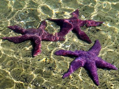 Underwater Sea Stars