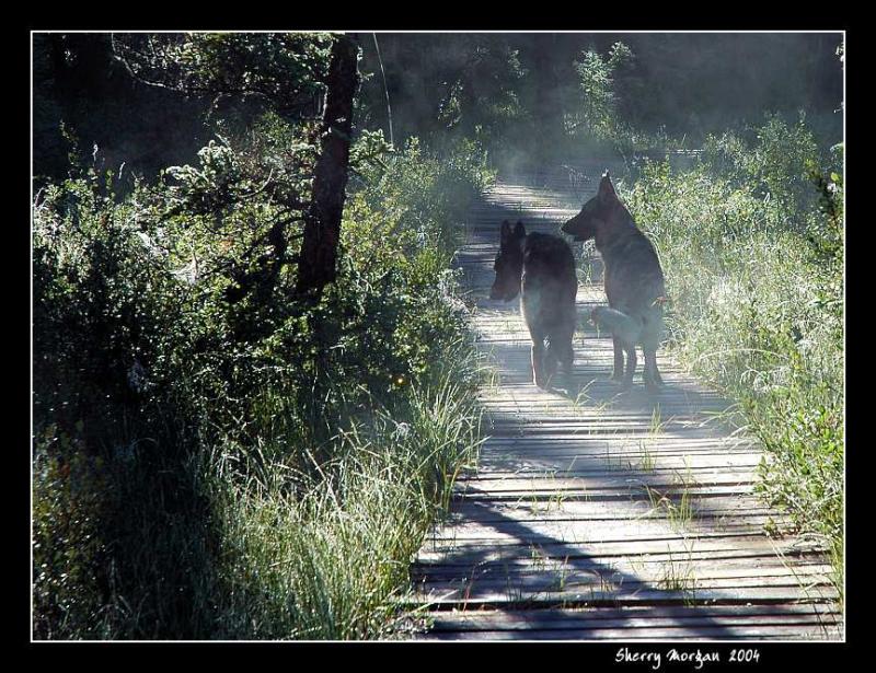 Early Morning Walk