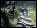 Early Morning Walk