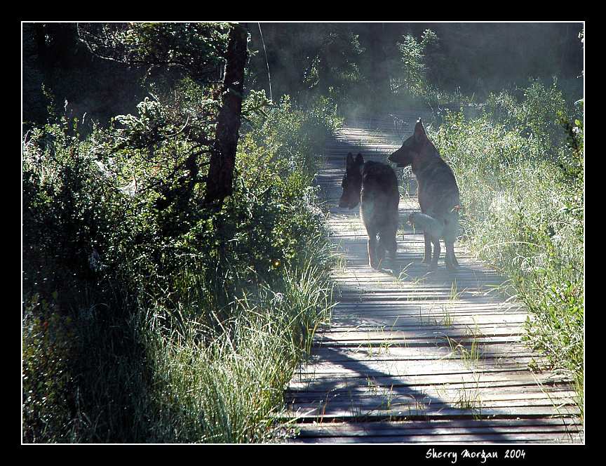 Early Morning Walk