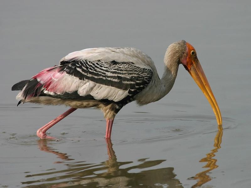 Painted Stork.