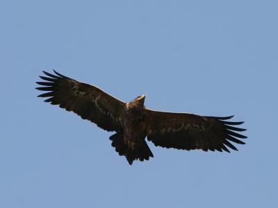 Steppe Eagle,flightpictures with Canon 10D.