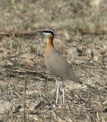 Indian Courser.
