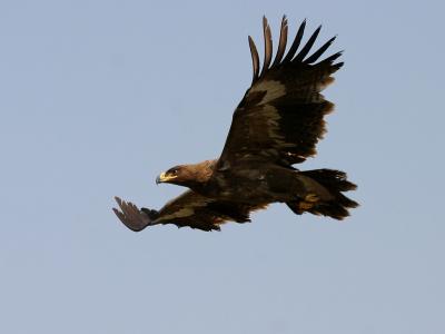 Steppe Eagle.4