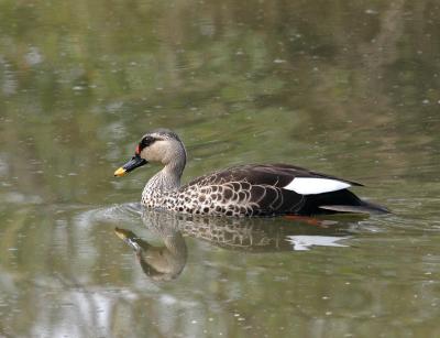 Spot-billed Duck.