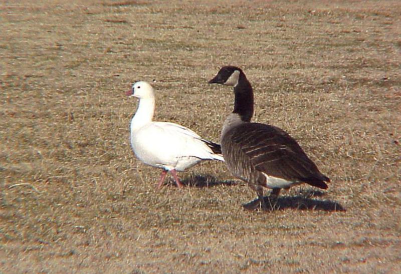 Rosss - interior Canada  Goose - compare