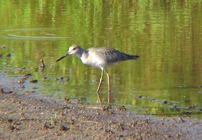 Willet - with yellow legs