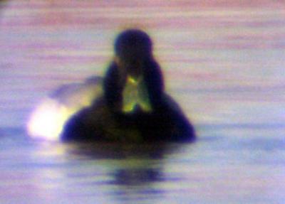 Greater Scaup - head on