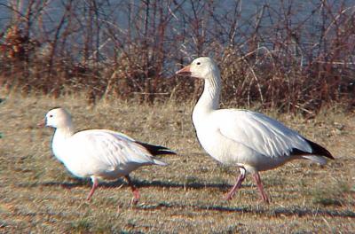 Rosss and  Snow Goose