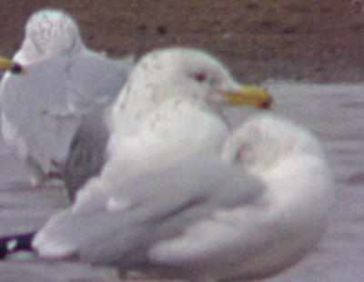 California Gull - 2-25-04 - Pace Point