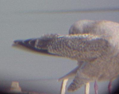 Thayer's Gull  2-14-04  primary tips