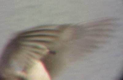 Thayer's Gull - wing flap