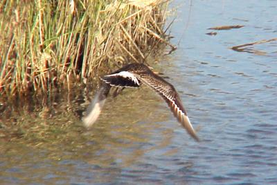 Hudsonian Godwit in flight - Alabama