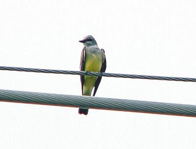 Western Kingbird - 6-6-04 male