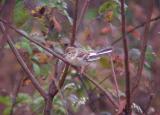 Field Sparrow - partially Albinistic
