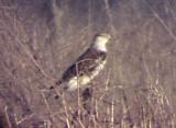 Ferruginous Hawk - MS - 12-31-04 - 2a.jpg