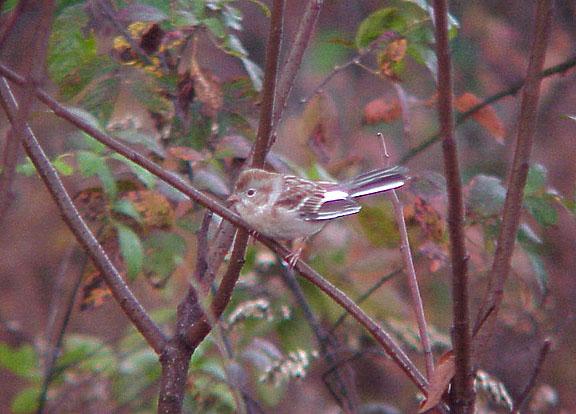 Field Sparrow - partially Albinistic