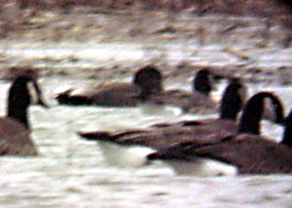 Cackling  Goose - very dark, very small w- Gadwall.