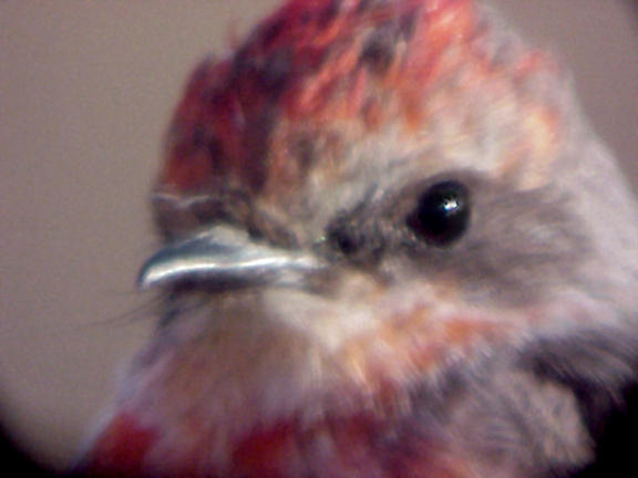 Vermilion FC - Hatchie NWR