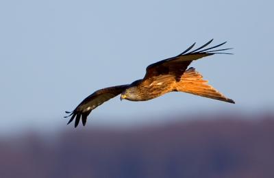 Red Kite