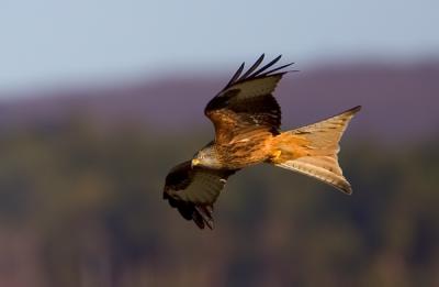 Red Kite