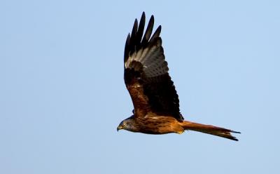 Red Kite