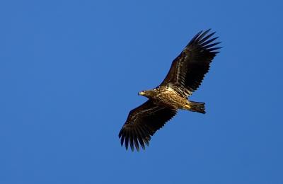 White-tailed Eagle, Haliaeetus albicilla