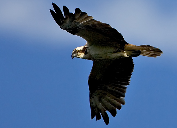 Osprey, Pandion haliaetus
