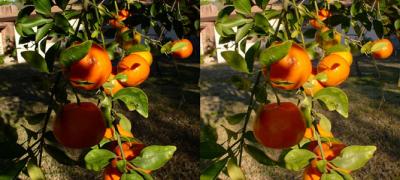 tangerines_before-after.jpg