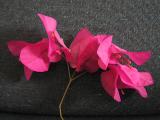 bougainvillaea