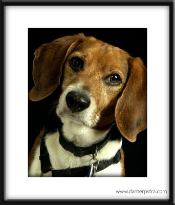 Beagle Hound