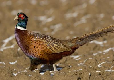 Common Pheasant