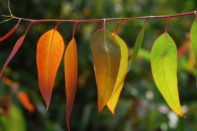 Eucalyptus Colors