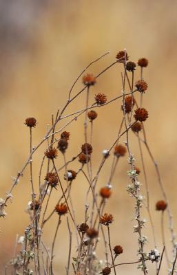 Dry Grass