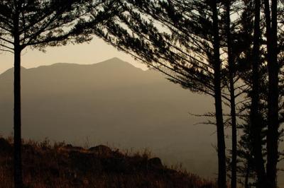 Pines