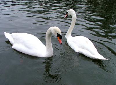 Swans in Coventry