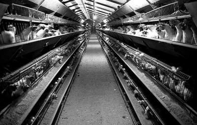 Chicken farm in The Netherlands