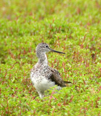 Greater Yellowlegs