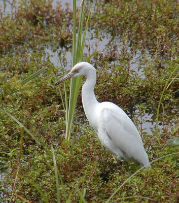 Immature Little Blue Heron