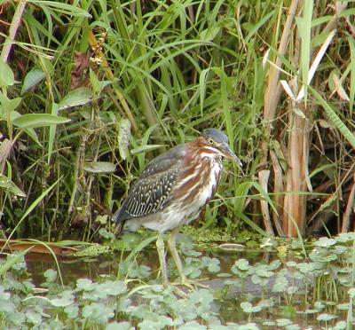 Green Heron