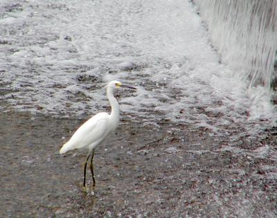 Immature Snowy Egret
