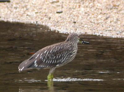 Immature Black-crowned Night-Heron