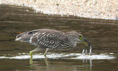 Immature Black-crowned Night-Heron