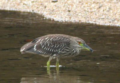 Immature Black-crowned Night-Heron