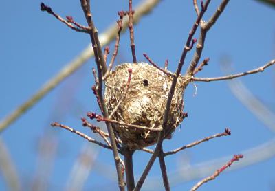 Nest of ?, Prince William Forest Park