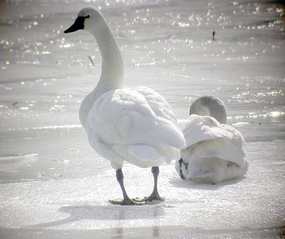 Tundra Swans, Chopawomsic Creek, Quantico Marine Base