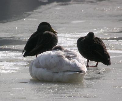 Black Ducks with Tundra Swan, Chopawomsic Creek, Quantico Marine Base
