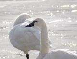 Tundra Swans, Chopawomsic Creek, Quantico Marine Base