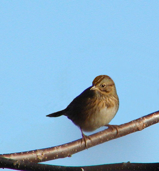 Lincolns Sparrow