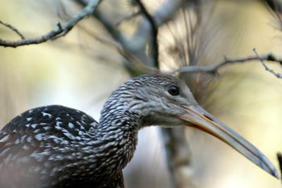 Rare Limpkin1